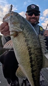 11K views · 289 reactions | Bigger baits tend to select for bigger bass, but there are plenty of times that "matching the hatch" and throwing a downsized swimbait will get a big bite as well. Check out this monster Spotted Bass that fell for Tim's Dirty Jigs Guppy/Keitech Easy Shiner combo. Which way do you lean? Do you throw a big swimbait looking for a big bite, or do you prefer a smaller bait to catch them all? No Wrong Answers!! | Tacticalbassin | Facebook