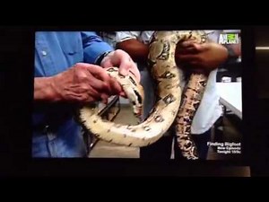 Untamed & Uncut - Snake Bites Owner's Hand Part 1