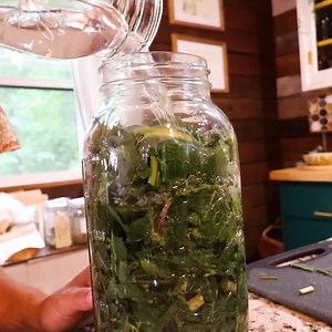 7.8K views · 251 reactions | FINALLY Harvesting Some Wild Lettuce #wildlettuce #tincturemaking #wildlettuceproperties | The Honeystead | Facebook