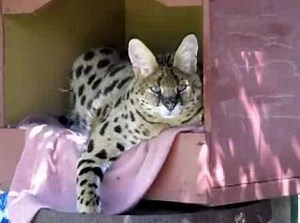 Angry Serval 2