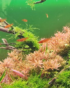 Beautiful video of Phoenix reborn scaped by Dave Chow at Esther's Garden 🤩 #Aquaflora #aquascapingmakesmyworldgoround #aquascape #plantedtank #aquafloraateam #esthersgarden | Aquaflora