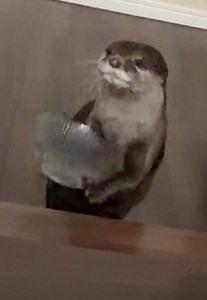 カワウソビンゴがお皿をドリブルしてパパに「おかわり」