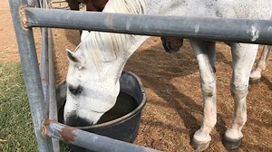 Grandpa and Sunshine staying hydrated while getting some sun. To sponsor a horse or make a donation to the farm, please visit hunkapiprograms.org ❤️ | Hunkapi Programs, Inc