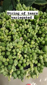 Senecio rowleyanus "string of tears" variegated #bikolanahardinera #succulentgarden #succulents #senecio #succulentcollection #succulentlove #succulentaddict #plantas #plantsmakepeoplehappy #plantsplantsplants | Bikolanahardinera