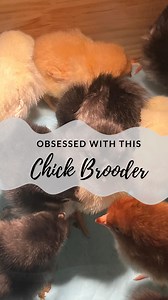 2.6K views · 4 comments | This year we got a fancy brooder for our...