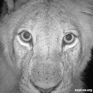 Welcome to the wild. Join the largest network of live nature cams now! 🦁 | explore.org