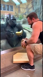 11K views · 64 reactions | Human vs Gorilla Strength Showdown at the Zoo 轢 #shortsreels #gorilla #zoo #safari #AIVideo #shorts #viralshorts | chch | Facebook