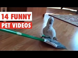 14 Funny Pets | Awesome Pet Video Compilation 2017