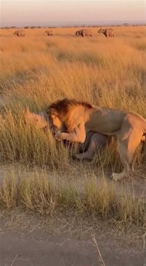 Lion Attacks a Rhino Calf — The Herd’s Rescue Charge Saves a Life