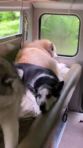1.2K views · 183 reactions | It’s so hot, close, and HUMID here In Door County, the dogs are simply languishing.￼￼.. thank goodness they’re such good good dogs. We decided to take them for an air-conditioned ride through the park to reminisce about their past trail runs. A beautiful view, both inside and out! Bus Ride Anyone???浪￼ #DoorCountySledDogs - all rescues, working dogs, indoor pets￼ | Door County Sled Dogs | Facebook