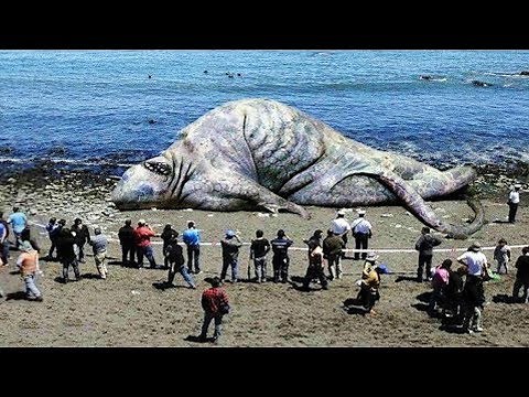 Sea Monsters Caught on Video in Real Life