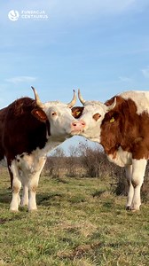 Tak właśnie Nasze uratowane zwierzęta przeżywają najlepsze lata swojego życia! 🐮❤️ | Fundacja Centaurus