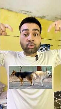Dog sex on Road | Animal Sex Education Video