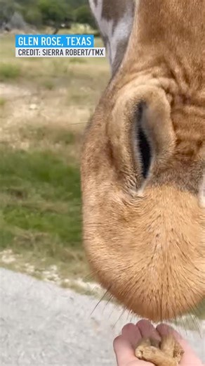 A family trip to Fossil Rim Wildlife Center in Glen Rose turned into a heart-stopping experience.⁠ A toddler attempted to feed the animal when it suddenly snatched the little girl's shirt and lifted her into the air. ⁠Full story here: https://on.nbcdfw.com/Kqndh2G | NBC DFW