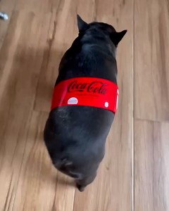 POV: The Coca Cola Dog Does Exist!😂 | MetDaan Animals