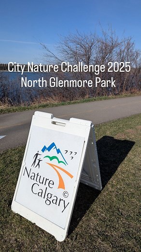 🌿 Such a beautiful day to observe nature! This morning, Nature Calgary members came out to view and record birds and other plants and animals as part of the City Nature Challenge 2025! 🐦 @citynatureyyc @citizenblitz @citnatchallenge #naturecalgary #yycnature #yycbirds #calgarybirds #natureyyc #calgaryparks #parksofcalgary #yycplantnoticers #citynaturechallenge #citynature #cnc2025 | Nature Calgary