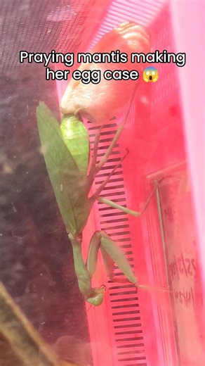 Caught in the act 😳 Here is one of our Giant Rainforest Mantis mothers hard at work creating her ootheca! This foamy egg case will dry rock-hard and protect her developing eggs. Mantises: for all your expanding foam needs. #CaptiveBreeding #DontBuyWildBugs #insects #bugs | Minibeast Wildlife