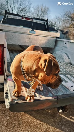 Xl Bully Kennels on TikTok