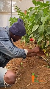 Farmnatics bell pepper Harvesting | Farmvilla Resource Centre | Facebook