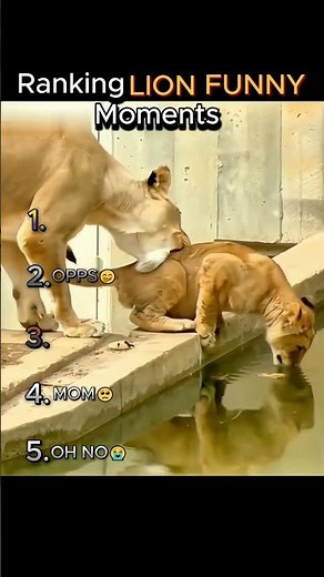 Top 5 Funniest Lion Moments 😂🦁 (Lions Being Hilarious!)