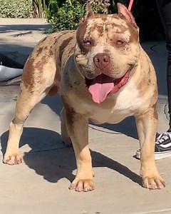 13K views · 1.1K reactions | Pitbull Terrier on Reels | Facebook