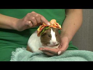 guinea pig up for adoption