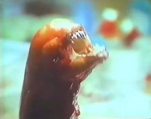 Alien on ABC Sunday Night Movie, 1989 | Horror Ads