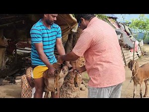 Goat 🐐 Artificial Insemination 🐐.