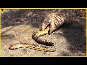 15 Moments When Snakes Messed with the Wrong Opponents