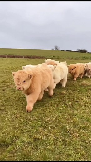 Cute Highland Cow Calf: Fluffy Miniature Cow Moments