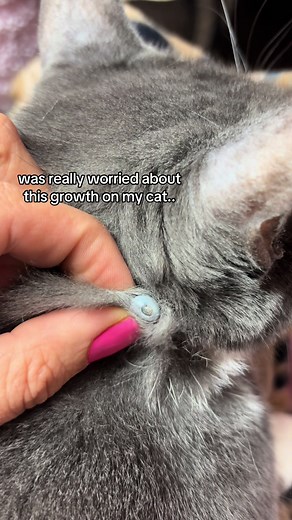 basically a cats blackhead 😭 | what happened to cat