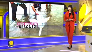 1.4K views · 18 reactions | A #PinkRiverDolphin stranded on a riverbank in Central Bolivia has been rescued and returned to the wild. Despite the iconic status of river dolphins, also known as 'bufeos' in Bolivia, little is known about their populations and habitats. Jyotsna Kumar decodes | WION | Facebook