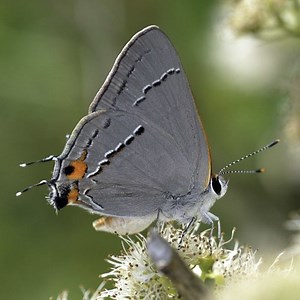 Gray hairstreak - Alchetron, The Free Social Encyclopedia