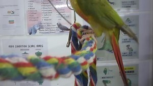 #E Green Cheeked Conure – Gc #M Conure Pipi Hijau - Jinak Baby #C 綠頰錐尾鸚鵡 – 小太阳鹦鹉宝宝手养 1. English Please ⬇️Scroll Down⬇️ 2. BM 📲Tatal ke Bawah Halaman 💻 3. 🌐华语🌐请点击📥往下📱查询 📩 #E Details #ForAllPetLovers - With LICENSE & RING Number - Baby Handfeeding / Young / Adult / Pair - Mutation American Dilute, Cinnamon, Yellow-Sided, Pineapple, Suncheek, Turquoise, Mint * They reach maturity at 1 to 3 years -- the smaller Conures mature more quickly. In a safe, healthy environment, they can expect to li