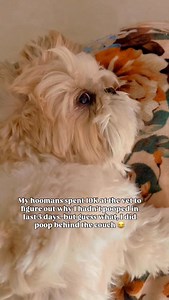 THEY PAID THE VET 💸🐶 I PAID THE COUCH 💩😂 #dogsofinstagram #shihtzu #doglover #dogs #shihtzulovers | The.Royal.Muffin