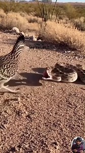 2.7M views · 27K reactions | The Brave Roadrunner vs the Giant Diamondback Rattlesnake | Meet Wild's most Incredible Snake Hunter. #roadrunner #rattlesnake #wildlife #snake #hunters #animals | Spy the Wild | Facebook