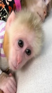 Monkey Kaka prepares milk for Diem who is about to go to school #crazymonkey #тритопора #weekendplan #lv #partytime #casino #notjustforhalloween #monkeys #watermelon #lovemylife #nashvillepets #instafunny #monkeyworld #funnyinstavideos #marmosetmonkey #chugit #exoticpets #yorkie #cute #miami #baby #cutestpupever #wildanimals #денюжки #saturdaysarefortheboys #lasvegas #partyanimal #noregrets #monkeylife #tennessee…….. | Macaque Video