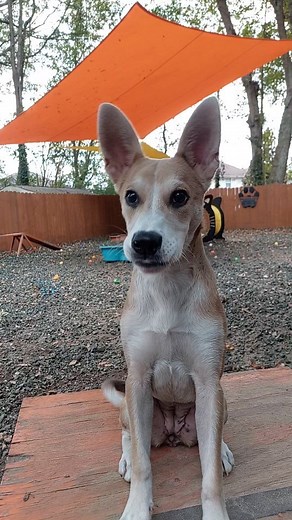 2.8K views · 28 reactions | PAWS Atlanta on Reels | Facebook