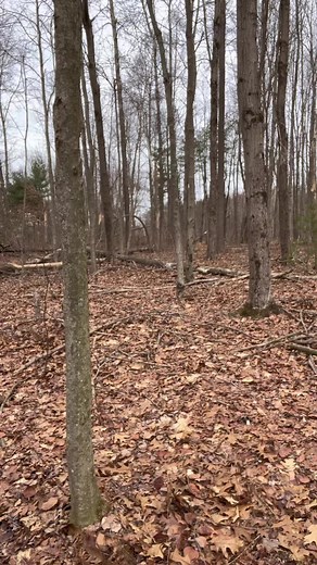 7.8K views · 154 reactions | Did you know that birds have...