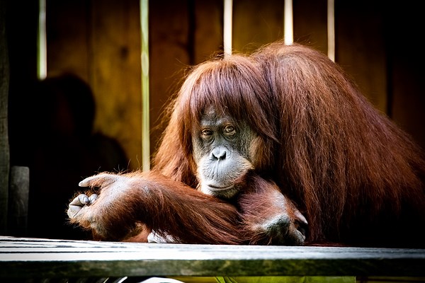 Zoo Dortmund: Alle Infos zu Preisen und Co.