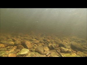 1.9K views · 112 reactions | Brown trout, eels and a cracking sea trout in the River Ness today :) | Ness District Salmon Fishery Board | Facebook