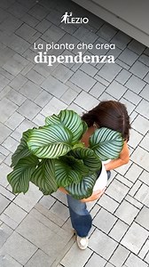 L’unboxing che ti cambia la stanza (e l’umore😉) Ecco la Calathea Orbifolia: foglie perfette, movimento ipnotico e una capacità innata di farsi amare (troppo). 📦 Confezionata con cura e spedita in sicurezza, arriva direttamente a casa tua, pronta per diventare la protagonista della stanza. ✨ 💚 Scoprila su lezio.it | Lezio.it