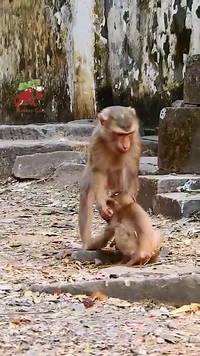 15K views · 211 reactions | MG... this female monkey warning baby Leo &tell don't ride on me again | MonkeyCamp | Facebook