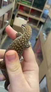 CB23 Spiny Tail Monitor 🐉 Only one available, full setups available in store ! Please message for more info, advise, prices 🦎👊🏻 | Warrington Pets and Exotics Ltd