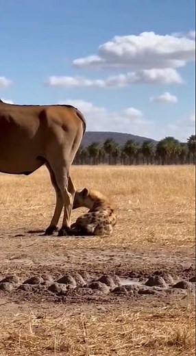 Eland Delivers Massive Kick to Defend Against Hyena