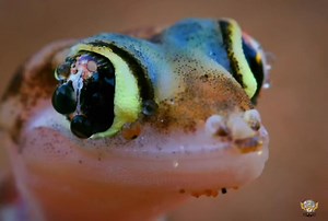 471K views · 10K reactions | Peringuey's Adder - हिन्दी डॉक्यूमेंट्री #snake #wildanimals #peringueysadder #documentary #wildsearthtv | Wild Earth HDTv | Facebook