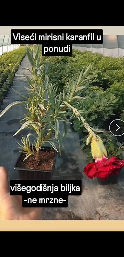 Višegodišnje zimootporne biljke u ponudi | Vesna Cveće