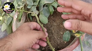 20 reactions | Secret to grow rose cuttings at home || गुलाब की कलम लगाने का एक आसान तरीका | Our Green Planet | Facebook