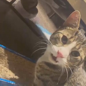 19K views · 665 reactions | Little Wanderers NYC on Reels | Facebook