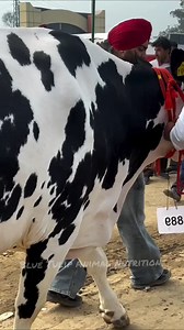 2.7K reactions · 170 shares | Holstein friesian cow #kashmirDiary #girolandobrasil #dairyfarming #cowsmakemehappy #holstein #dairyfarmersofamerica #FarmersMarketVibes #topcows #milk #cowsofinstagram #dairyfree #dairyfarm #dairy #dairyqueen #dairymilk #milkyway #milking #milkingcows #milkinggoats #milkingcows #australia #canada #USA #Uk | Blue Tulip Animal Nutrition | Facebook